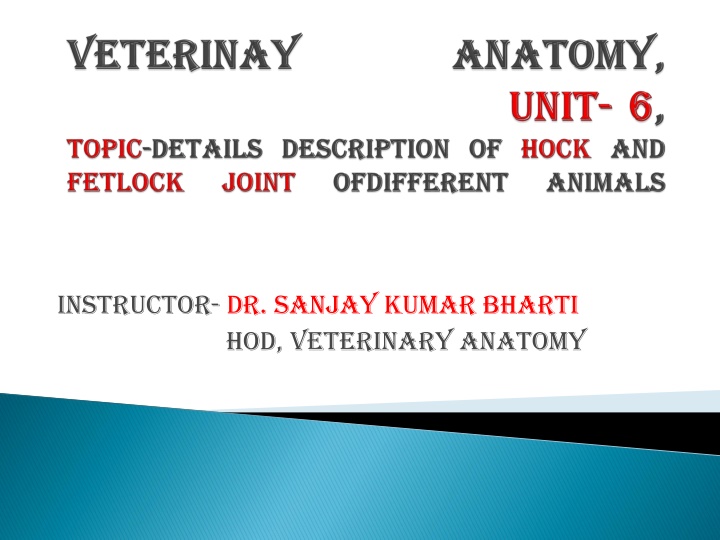 Veterinary Anatomy: Tarsal Bone Structure and Ligaments