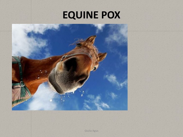 Equine Coital Exanthema: Overview, Symptoms, and Management