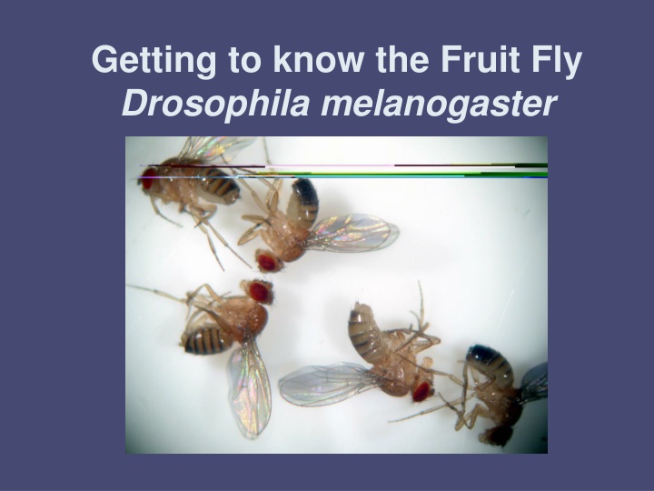 Drosophila Melanogaster: A Model Organism for Genetics Research