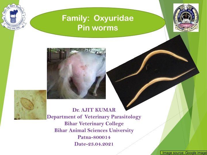 Oxyuris equi: Horse Pinworm Infection
