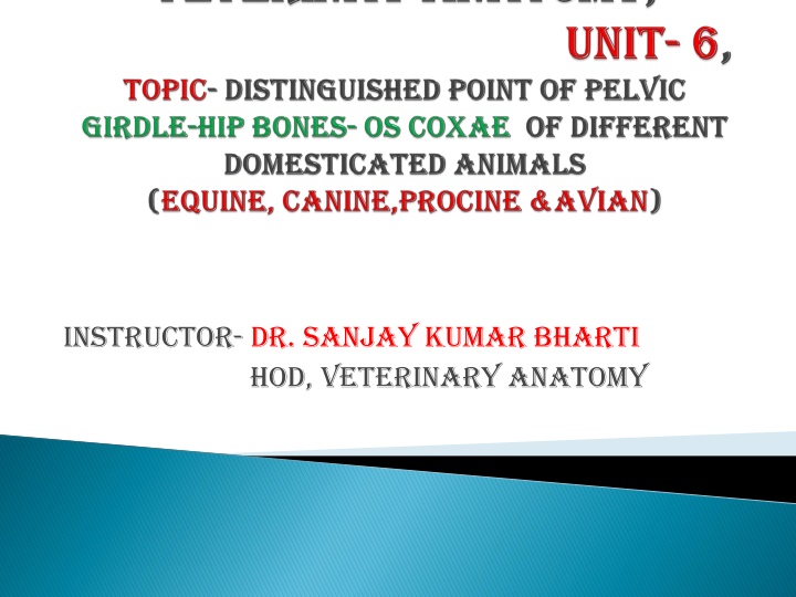 Pelvic Anatomy in Veterinary Science