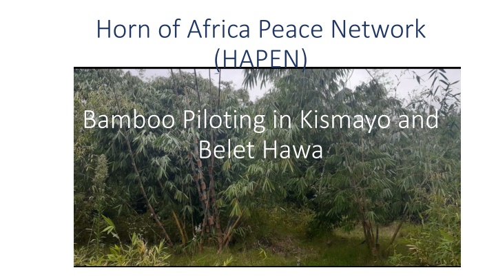 Harnessing Bamboo for Sustainable Agriculture in Somalia