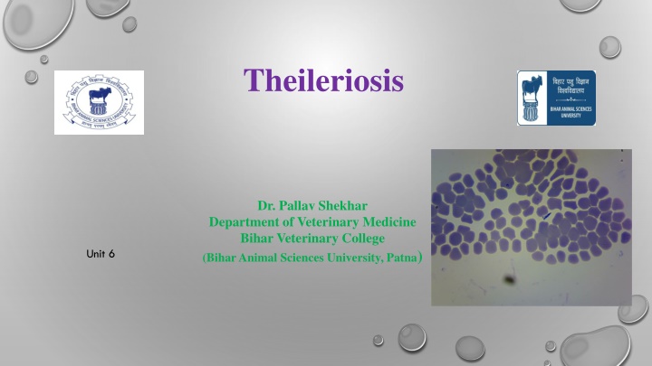 Bovine Theileriosis: Causes, Symptoms, and Prevention