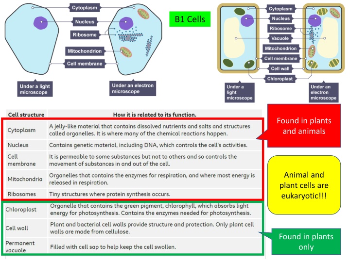 Cell Structure and Function: A Comprehensive Overview