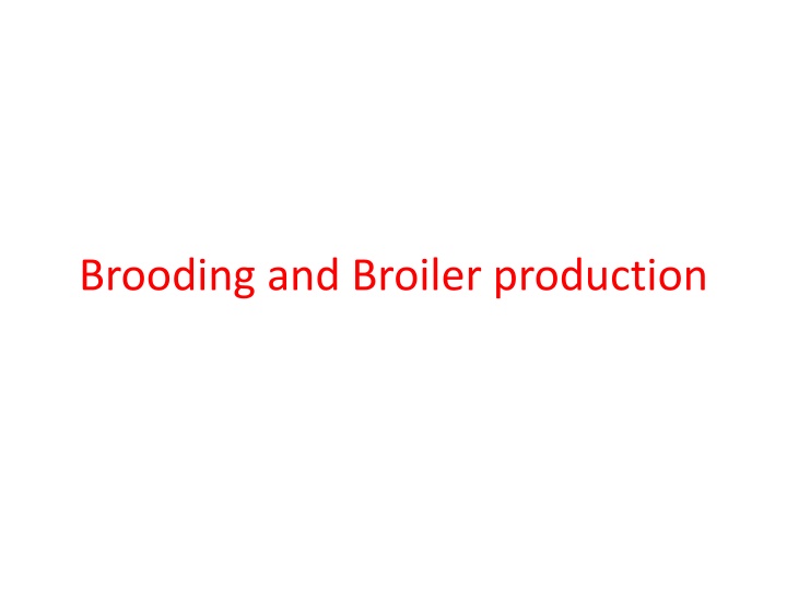 Brooding and Broiler Production: Essential Factors for Chicken Rearing