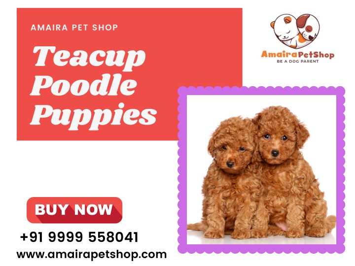 amaira pet shop teacup poodle puppies n.w