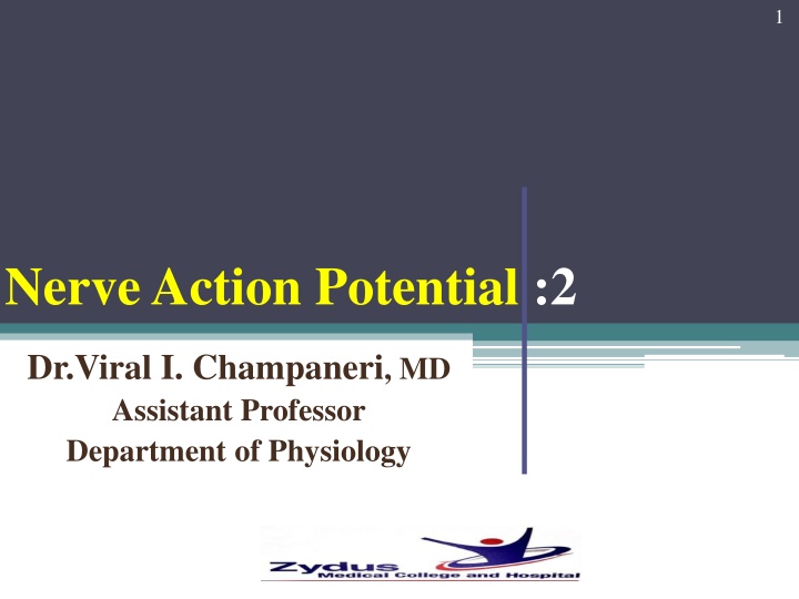 Nerve Action Potentials: Key Stages and Mechanisms