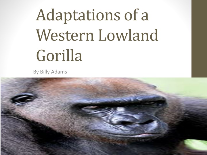 Adaptations and Habitat of Western Lowland Gorillas