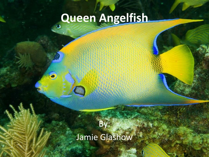 Fascinating Facts About Queen Angelfish