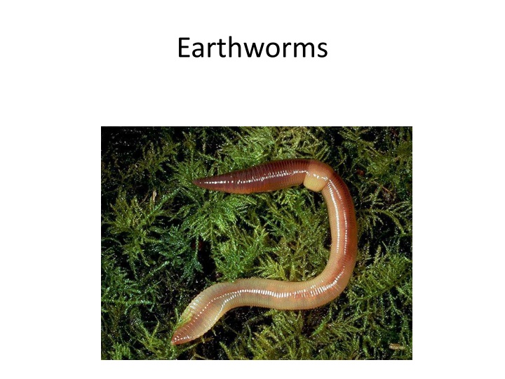 Fascinating Facts About Earthworms and Their Importance in Gardens