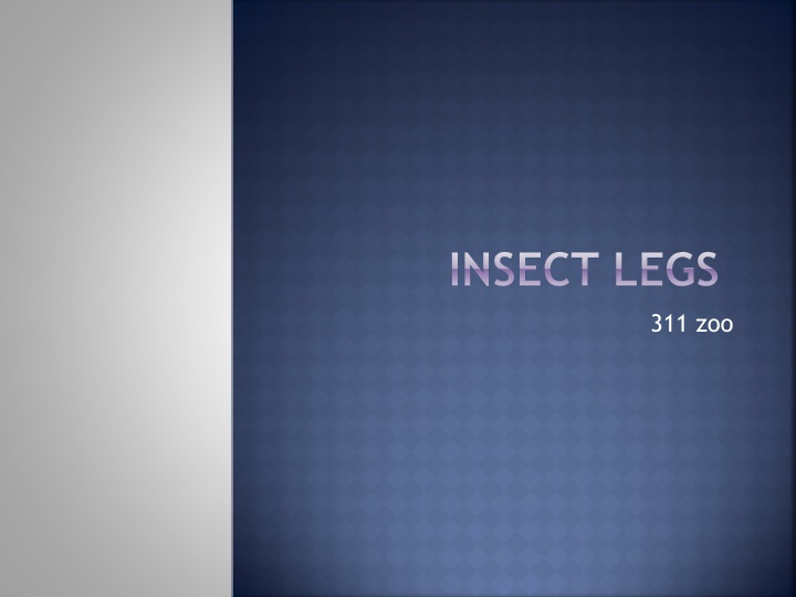 Insect Legs: Anatomy and Adaptations