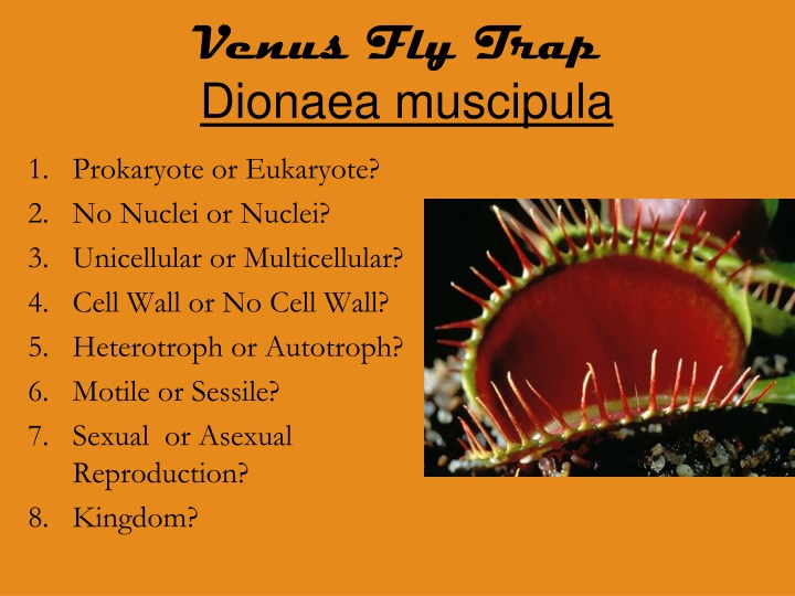 The Fascinating Venus Fly Trap - A Carnivorous Plant