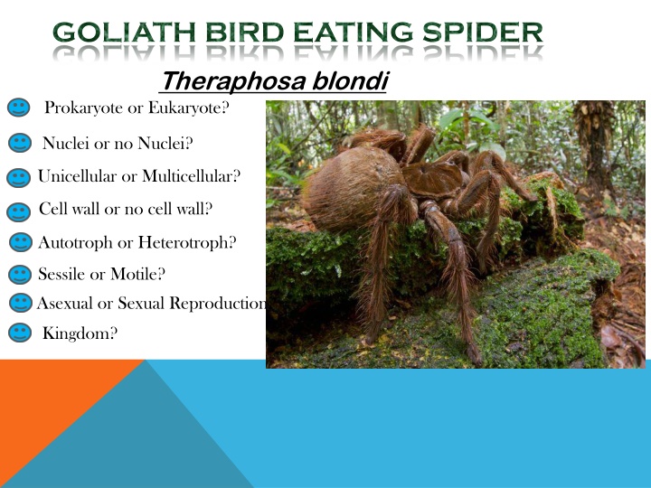 Amazing Facts About Goliath Bird-Eating Spiders
