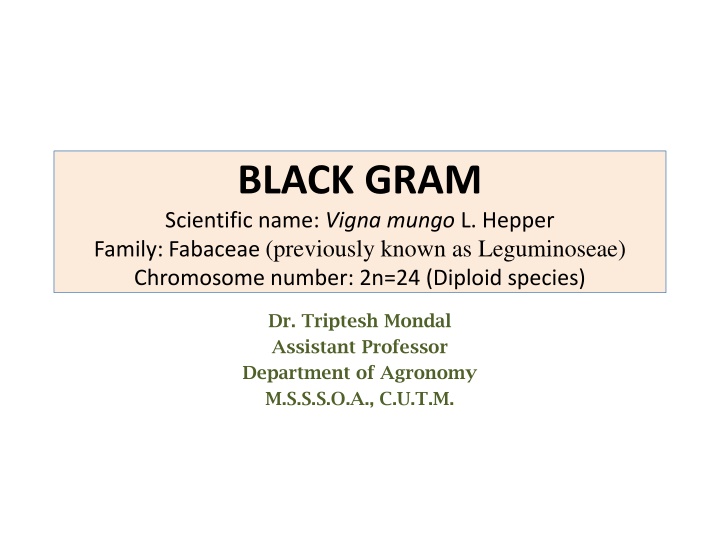 Overview of Black Gram (Vigna mungo L.) and Its Economic Importance