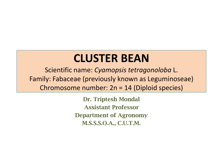 Overview of Cluster Bean (Cyamopsis tetragonoloba L.) - Uses, Distribution, and Classification