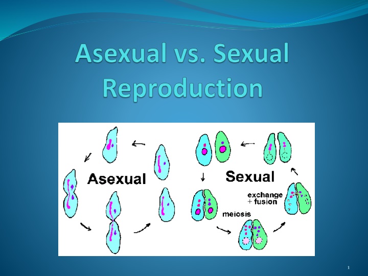 Asexual Reproduction in Organisms