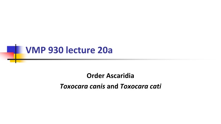 Ascarids: Toxocara Canis and Toxocara Cati