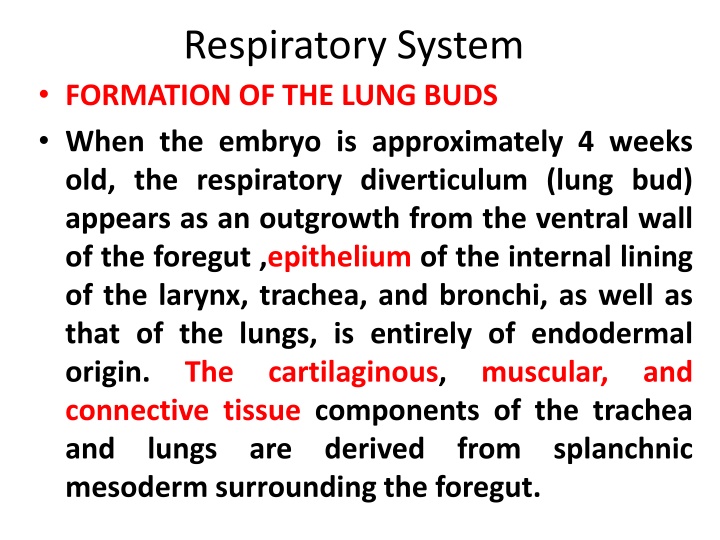 Development of the Respiratory System in Human Embryos