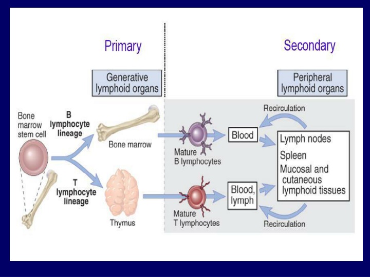 Immune Response Regulation and Autoimmunity Overview