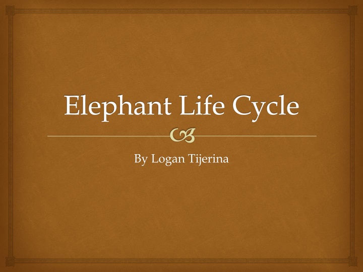 The Fascinating Elephant Life Cycle Explained