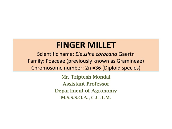 Comprehensive Overview of Finger Millet (Eleusine coracana Gaertn): Uses, Importance, and Distribution