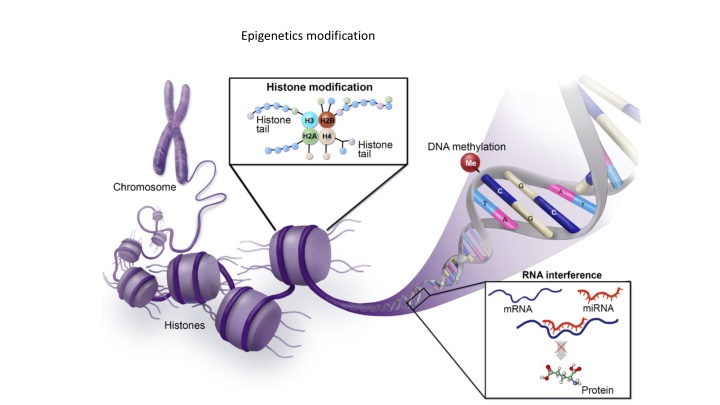 Epigenetics: DNA Methylation and Histone Modification
