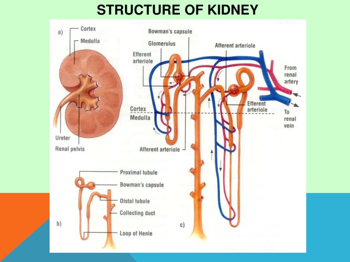 Nephritis: Causes, Symptoms, and Subtypes