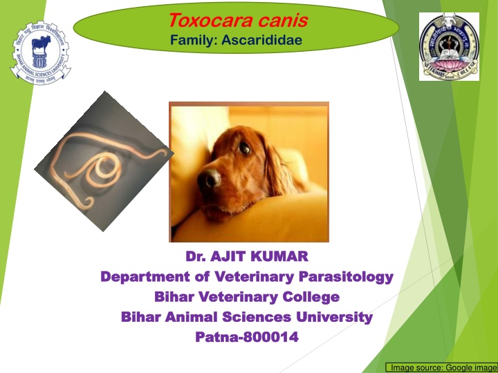 Comprehensive Overview of Toxocara canis Life Cycle and Characteristics