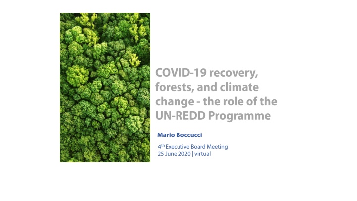 Challenges and Opportunities in Implementing REDD+ for Green Recovery