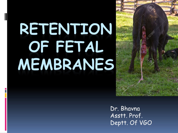 Retention of Fetal Membranes in Veterinary Obstetrics