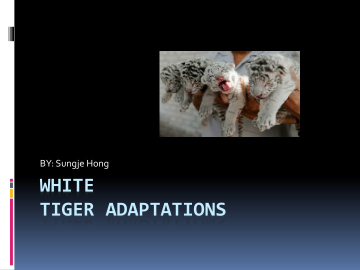Insights into White Tiger Adaptations and Behavior