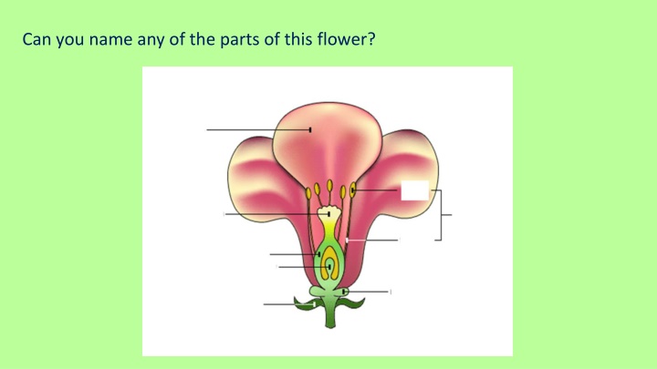 The Fascinating Life Cycle of Flowering Plants