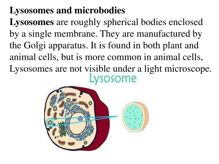 Lysosomes: Functions and Characteristics