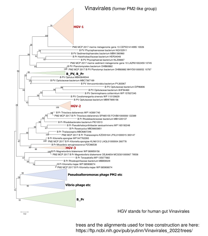 Overview of Vinavirales and Related Viral Groups