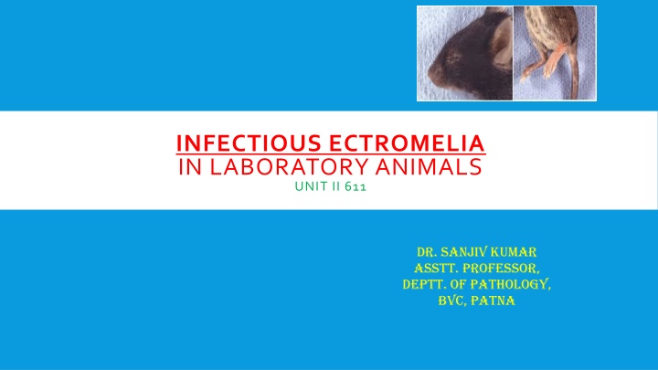 Infectious Ectromelia in Laboratory Animals