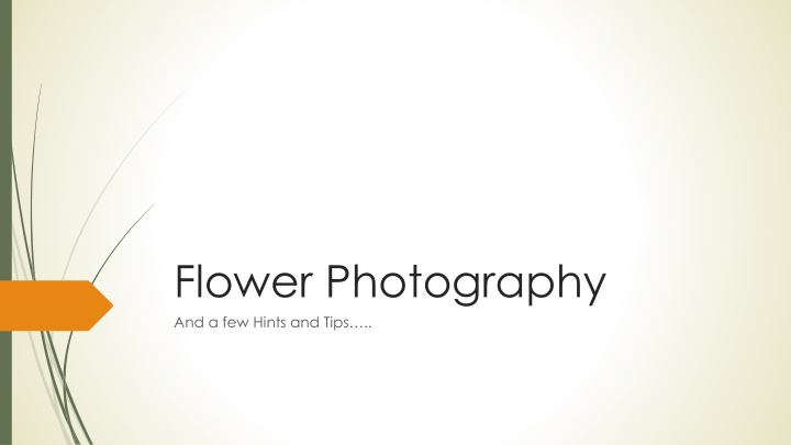 Flower Photography Hints & Tips for Stunning Shots