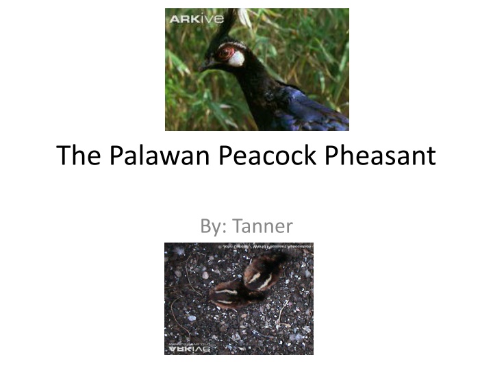 The Majestic Palawan Peacock Pheasant: A Detailed Overview