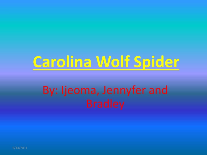 Fascinating Facts About the Carolina Wolf Spider