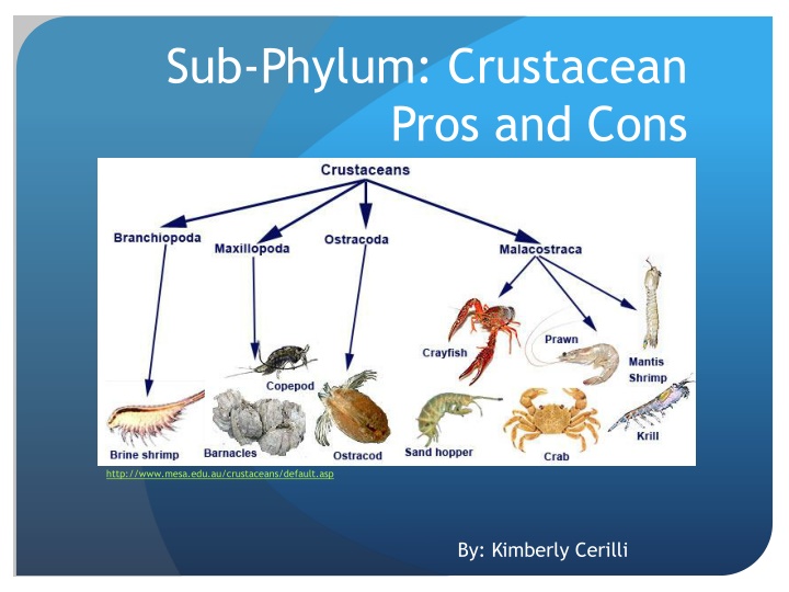 Pros and Cons of Crustaceans: A Detailed Overview