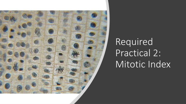 Mitotic Index in Practical Biology