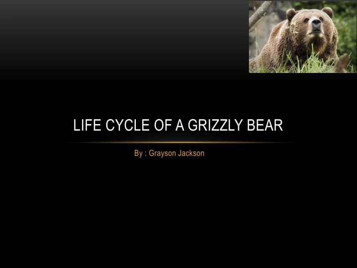 Life Cycle and Habitat of a Grizzly Bear