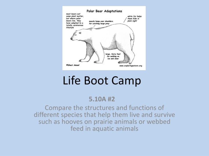 Comparative Structures and Functions in Different Species