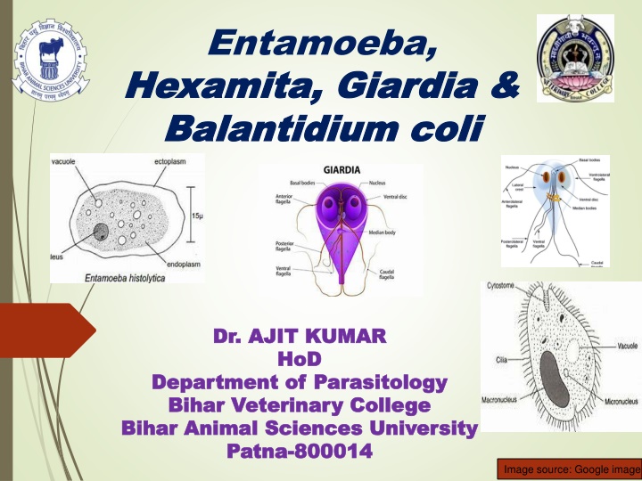 Entamoeba Histolytica: A Detailed Overview