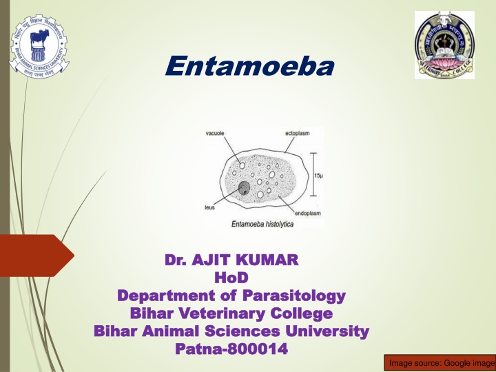 Entamoeba histolytica: Protozoan Parasite in Digestive Tract