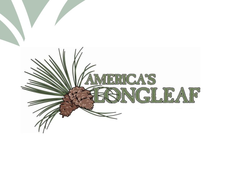 Longleaf Pine Economics: Investment Potential and Risk Reduction
