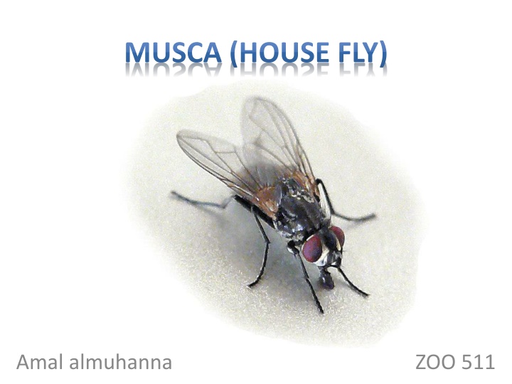 Anatomy and Characteristics of House Flies