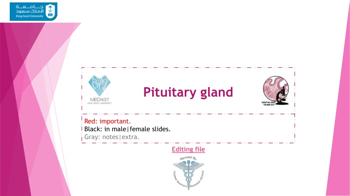 The Microscopic Structure and Function of the Pituitary Gland