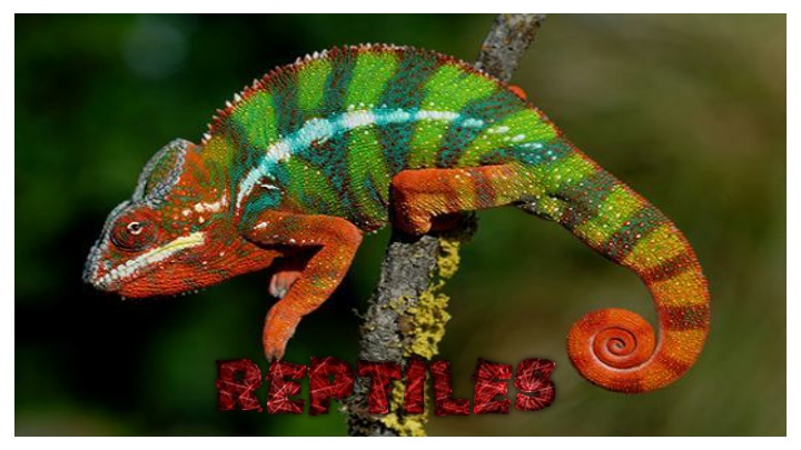Discover Fascinating Gecko Facts and Unique Reptiles of New Zealand
