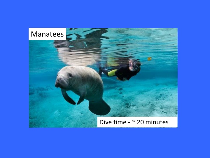 Fascinating Facts About Marine Mammals