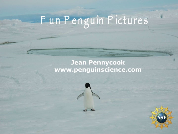 Fascinating Adélie Penguins of Antarctica